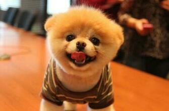 Boo The Dog Dogs Picture