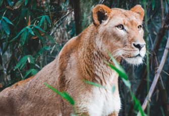 Lioness 4k Beautiful HD Wallpaper