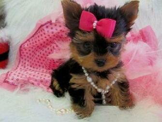 Teacup Yorkie Poo Sale Image Search Results HD Wallpaper Car Pictures