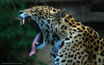 Wallpaper Jaguar Language Desktop In The