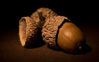 Food Acorn Wallpaper