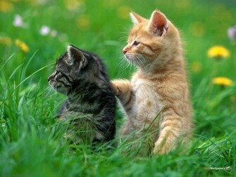 Of Cat Wallpaper Cats And Kittens