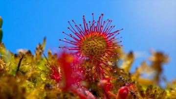 Wallpaper Id Sundew Swamp Plant Carnivorous