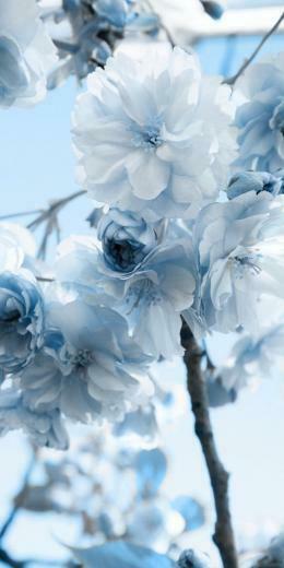 Jeanette Halford On Blue Flower Wallpaper