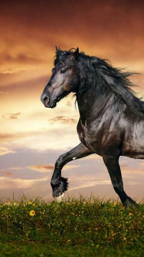 Wallpaper Horse 5k 4k Hooves Mane Galloping Black
