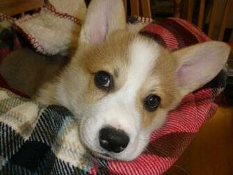 Christmas Blanket Corgi Corgis
