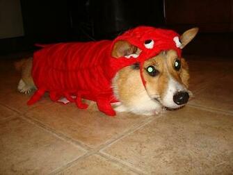 Funny Corgi Lobster Monorail
