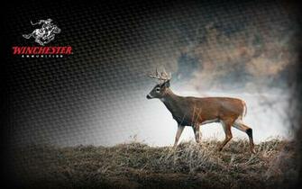 Deer1