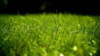 Apple Grass Wallpaper