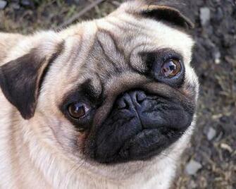 Previous Animals Dogs Muzzle Pug Wallpaper