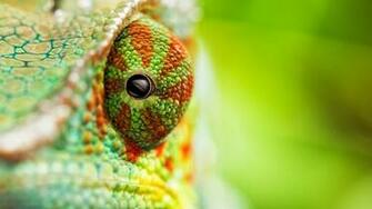 Chameleon Wallpaper H2348i4 Wallpaperexpert