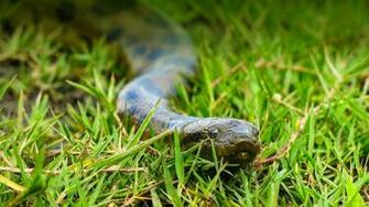 Anaconda Wallpaper High Quality