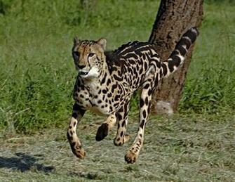 The King Cheetah Amazing Facts Pictures Wildlife