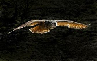 Flying Owl HD Wallpaper