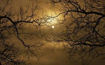 Sun Rays Through Tree Branches Wallpaper