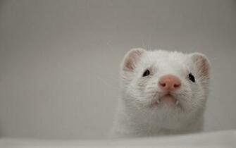 Cute Ferret Wallpaper