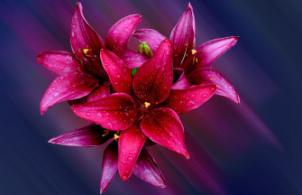 Beautiful Lily Flowers Wallpaper