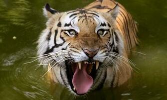 Royal Bengal Tiger Face A Cools Off