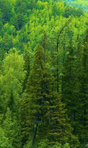 Coniferous Forest HD Live Wallpaper For Android