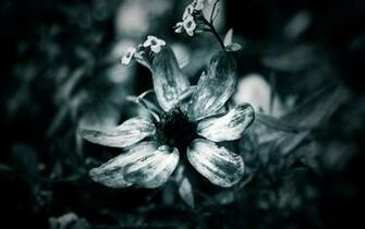Flower Wallpaper Black White Floral Designs Nature Flowers