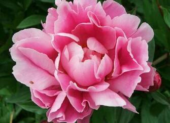 Pink Peony Wallpaper