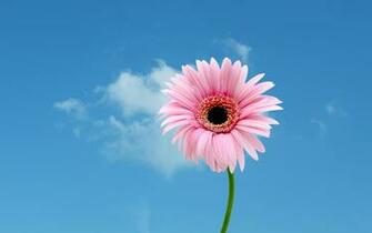 Gerbera Daisy Wallpaper Full Desktop Background