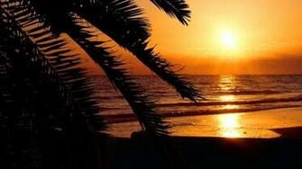 Florida Beaches Palm Trees Silhouettes Sunset Wallpaper Allwallpaper