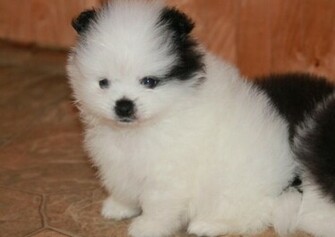 By Dogwhisperer May Pm Size Kb
