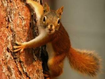 Cool Wallpaper Squirrel