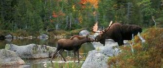 Six Cow Moose In Field
