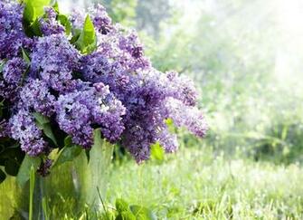 Flowers Bucket Spring Nature Grass Wallpaper Photos Pictures