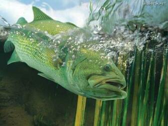 Largemouth Bass Wallpaper High Definition