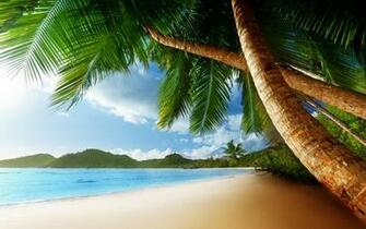 Exotic Island Beach Palm Trees Ocean Widescreen Wallpaper