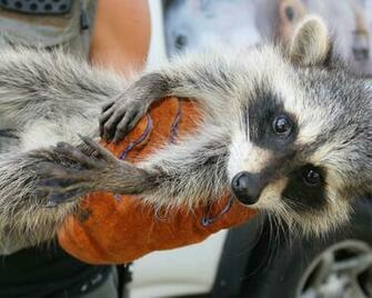 Baby Raccoon Wallpaper