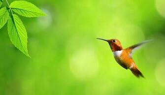 Bird HD Desktop Background Wallpaper Full