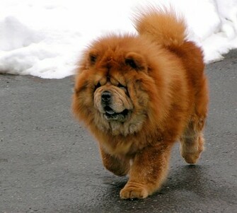 Chow Photos And Wallpaper The Beautiful Pictures