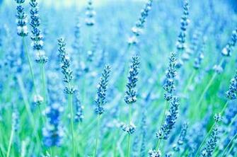Wallpaper Blue Inoc Lavender Flower Summer Nature Picsfab