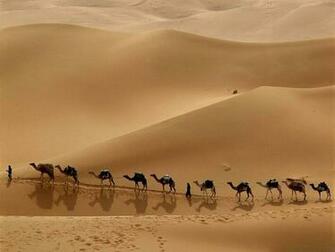 Camel Wallpaper X Net
