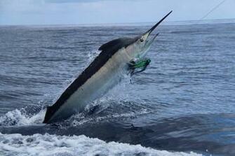 Fishing Fish Sport Fishes Ocean Sea Marlin Battle Wallpaper Background