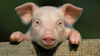 Cute Pig Wallpaper