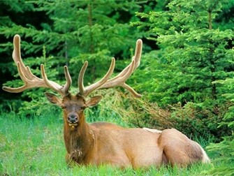 Deer Wallpaper
