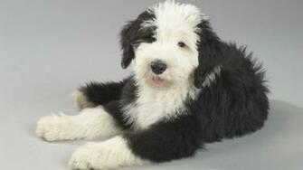 Beautiful Dog Wallpaper