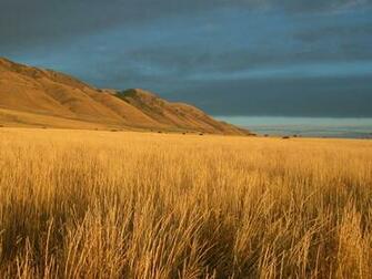 Open Field Desktop Wallpaper