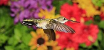 Wallpaper Birds Colibri Animal