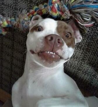 Funny Pitbull Dog Wallpaper