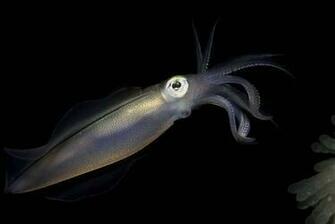 Squid Wallpaper