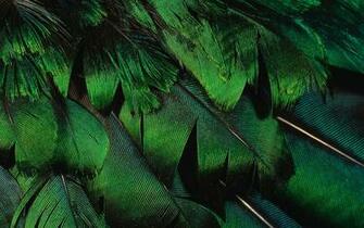 Feather Computer Wallpaper Desktop Background