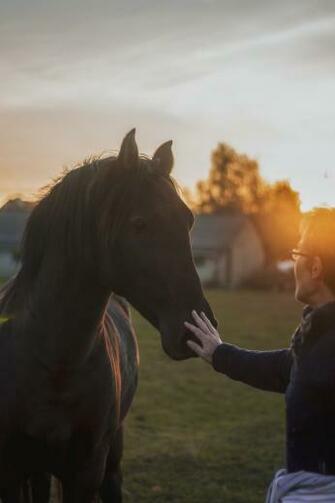 Horse Image HD Pictures Photos