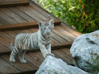 Baby White Tigers Wallpaper