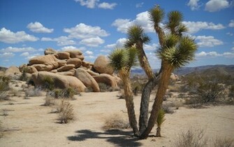 Joshua Tree National Park Computer Wallpaper Desktop Background
